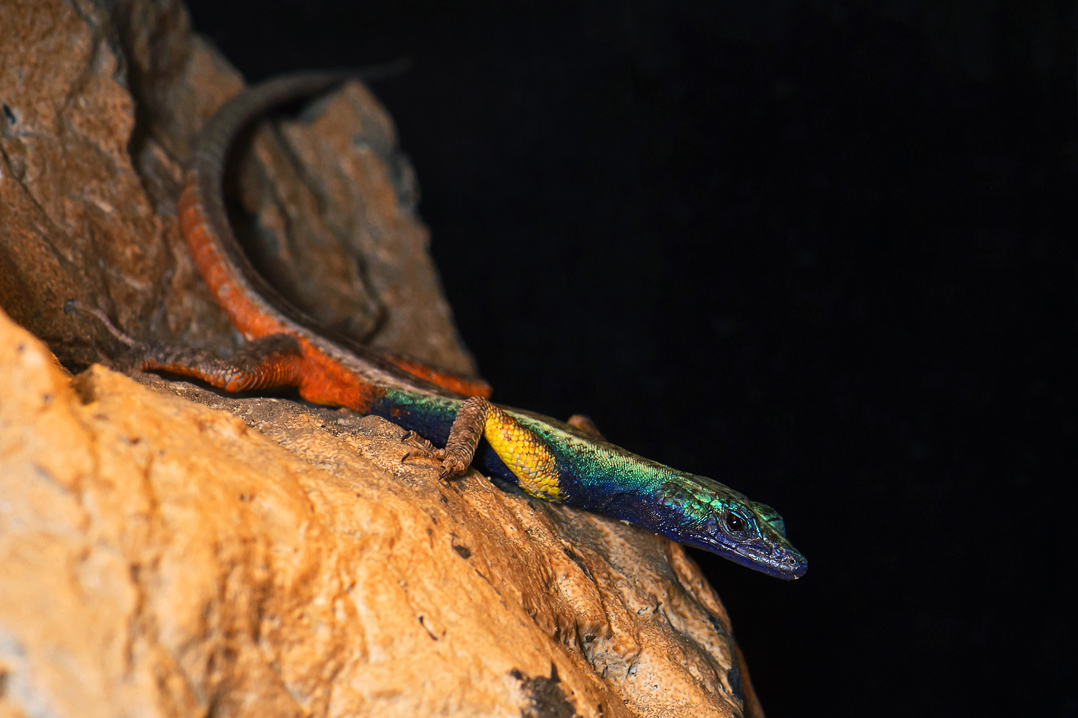 Mužjak c Daniel Zupanc